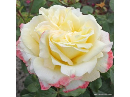 b9b3c8ee7b092393b463552c41fb2ab6003da0ea 2