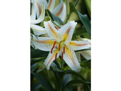 Garden Party brochure (2)