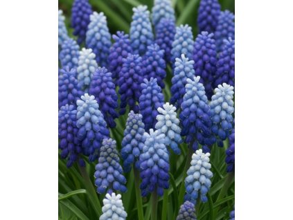 Generated Image November 12, 2025 9 12AM