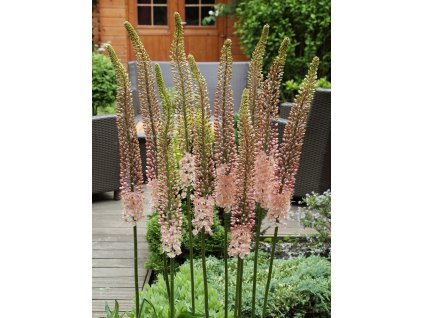 FA 09 0145 Eremurus Romance