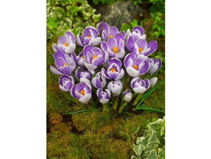 FA 11 0142 Crocus vernus King of the Striped