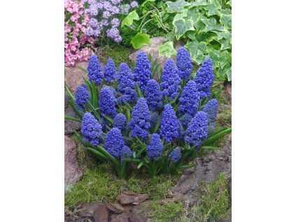 FA 15 0266 Muscari armeniacum Blue Spike