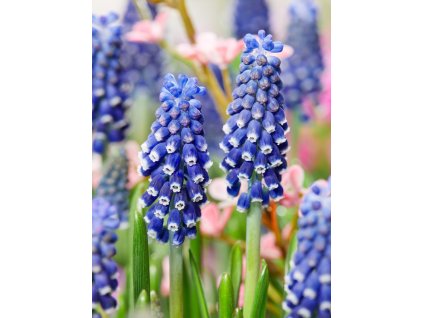 FA 19 0136 Muscari Night Eyes