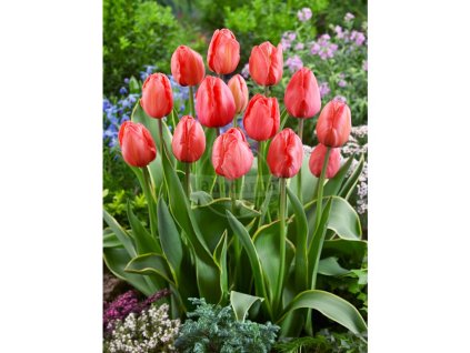21846 tulipan design impression 5 ks