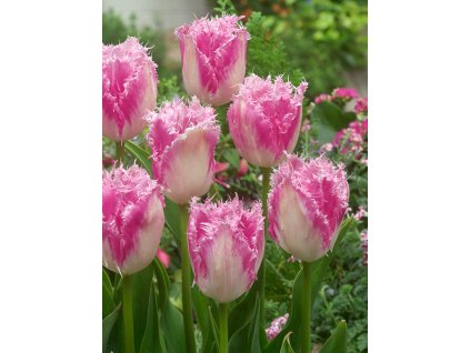 FA 15 0247 Tulipa Huis ten Bosch
