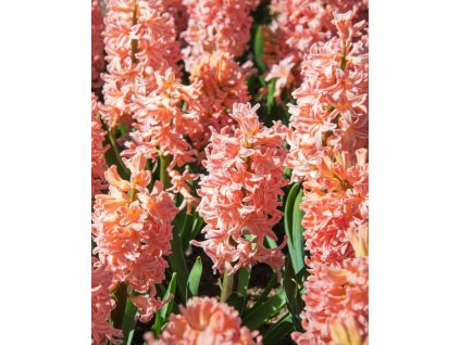 Generated Image November 12, 2025 10 32AM