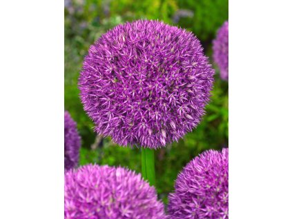 FA 10 0055 Allium Pinball Wizard