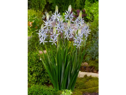 FA 09 0140 Camassia Cusickii