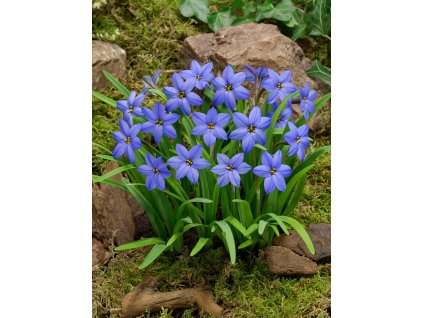 FA 17 0171 Ipheion uniflorum Jessie