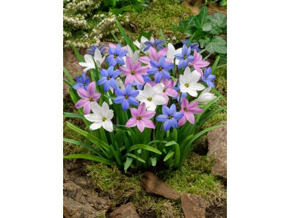 FA 17 0173 Ipheion uniflorum Mixed