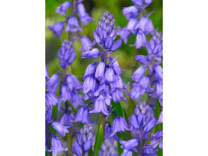 FA 10 0460 Hyacinthoides hispanica