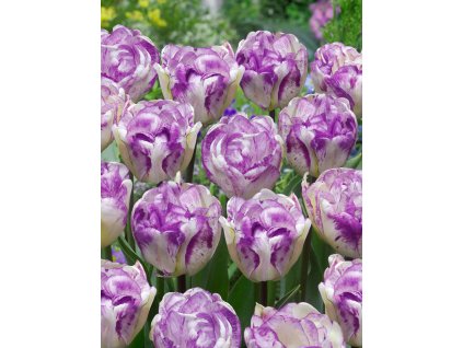 FA 15 0452 Tulipa Double Shirley