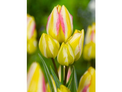 9289 tulipan antoinette 5 ks