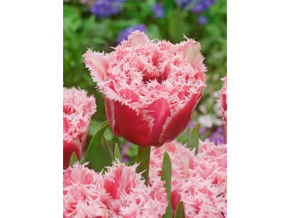 FA 14 0516 Tulipa Brest