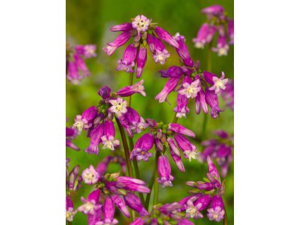 FA 10 0049 Dichelostemma Pink Diamond