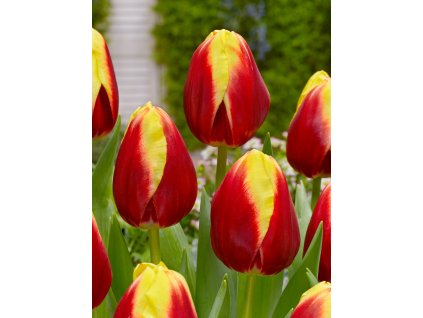 FA 16 0011 Tulipa Dow Jones