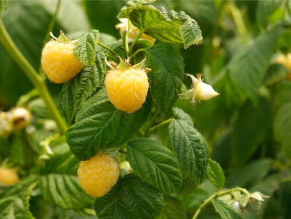 closeup of golden raspberries ripening on the vine picture id182725819