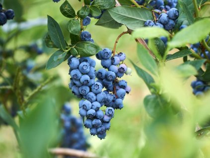 fresh organic blueberrys on the bush vivid colors picture id822039306