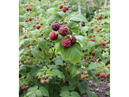 white bg result (10)