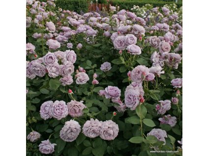 Novalis 3cpFEKwfYJyc2W