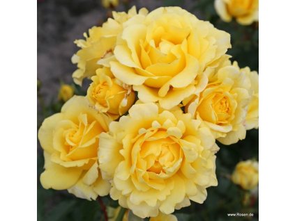 20c807a850742a6bfc650b821bc8a6d32299afc4