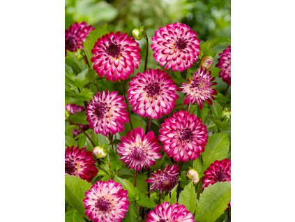 FA 08 0443 Dahlia Little Robert