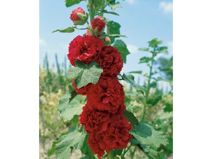 11307 slezova ruze double red 5 ks