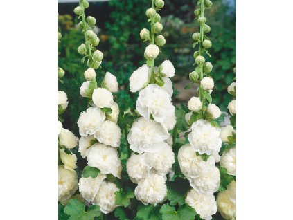 11313 slezova ruze double white 5 ks