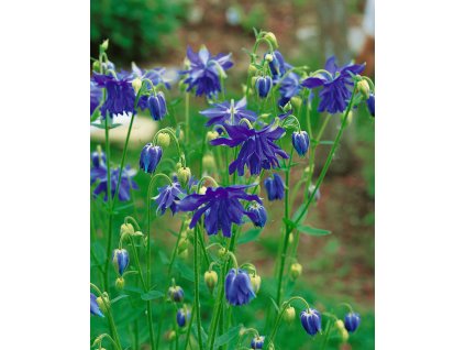 11325 1 orlicek double blue 3 ks