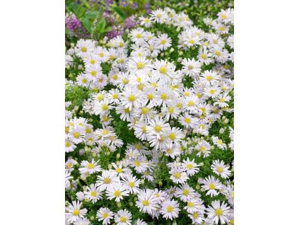 FA 16 0592 Aster dumosus Apollo