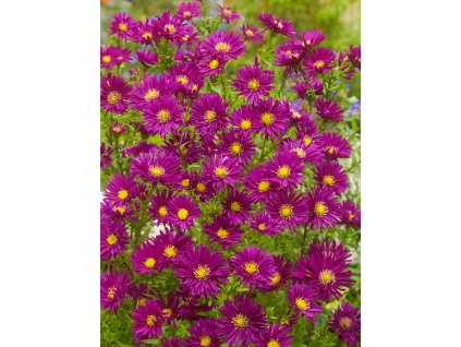 FA 15 0788 Aster novi belgi Crimson Brocade