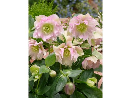 FA 16 0043 Helleborus Double Pink Hybrids