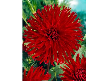 11502 jirina apache 1 ks