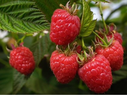 5324135A 5871 4F33 B98E AF203128AC8E