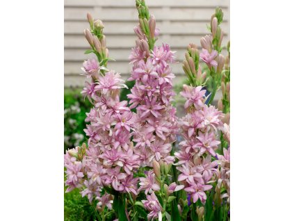 FA 13 0745 Polianthes tuberosa Pink Saphir