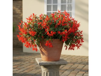 botanical 1769165635490