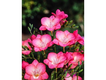 14002209 DC WEB 01