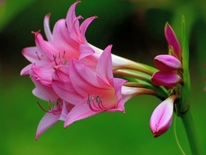 crinum x powellii flower picture id1201394971