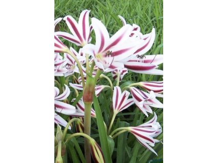 Crinum