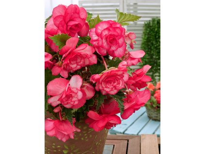 FA 15 0643 Begonia Cascade Florence