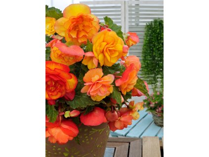 FA 15 0645 Begonia Cascade Sunray