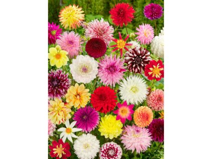 12897 specialni nabidka mix jirin surprise 3 ks sleva 70