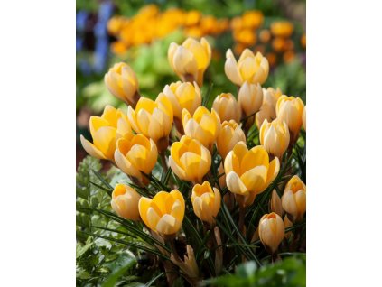 Generated Image November 11, 2025 12 46PM