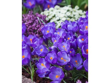 Generated Image November 11, 2025 12 58PM