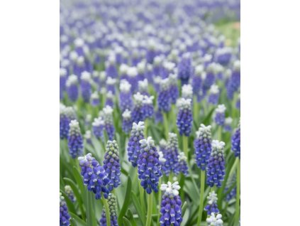 Generated Image November 12, 2025 9 31AM