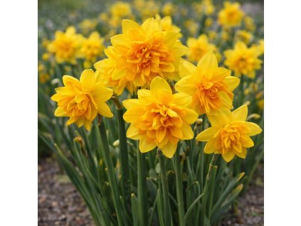 812c6e32 ade9 43cc 9989 38c444ccb396