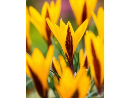 Generated Image November 11, 2025 2 15PM