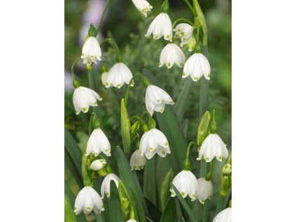 Bledule letní­ 'Leucojum aestivum' 10 ks (Velikost 7/8)