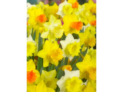Mix narcisů Large flowering 30 ks (Velikost cibulí 14/16)
