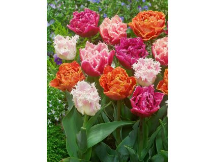 Mix plnokvětých třepenitých tulipánů 30 ks (Velikost hlíz 12+)